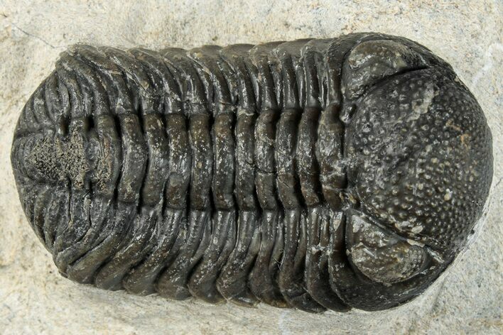 Morocops Trilobite - Ofaten, Morocco #287377